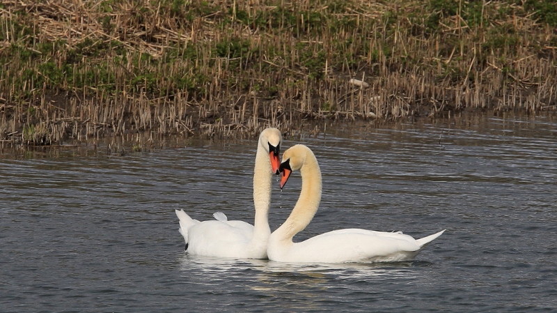 32 Parade amoureuse des cygnes (1).jpg