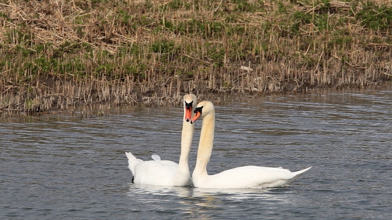 33 Parade amoureuse des cygnes (2).jpg