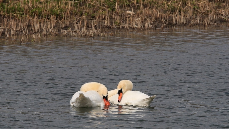 35 Parade amoureuse des cygnes (4).jpg