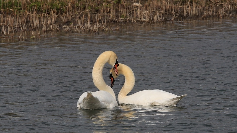 36 Parade amoureuse des cygnes (5).jpg