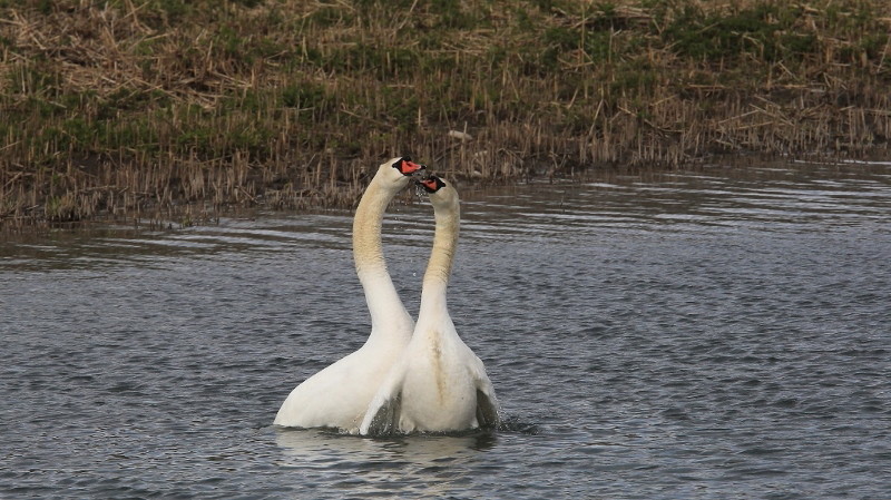 39 Parade amoureuse des cygnes (8).jpg