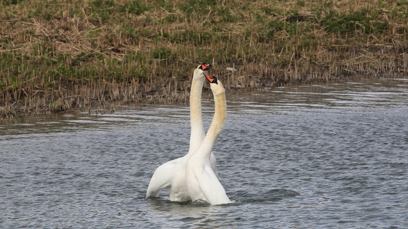 40 Parade amoureuse des cygnes (9).jpg