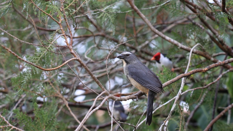 67 Saltator gris-olive.jpg