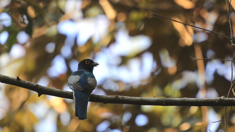 70 Trogon couroucoucou.jpg