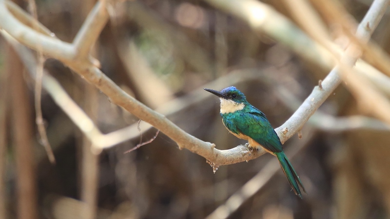 73 Jacamar à queue rousse.jpg