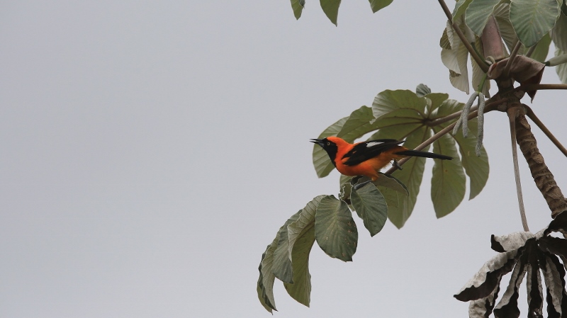 74 Oriole à dos orange.jpg