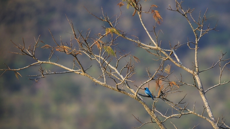 84 Tersine hirondelle.jpg