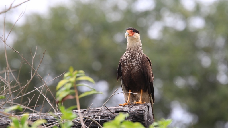 90 Caracara huppé.jpg