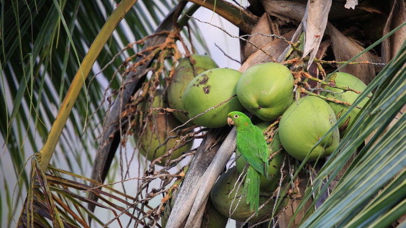 102 Conure pavouane.jpg