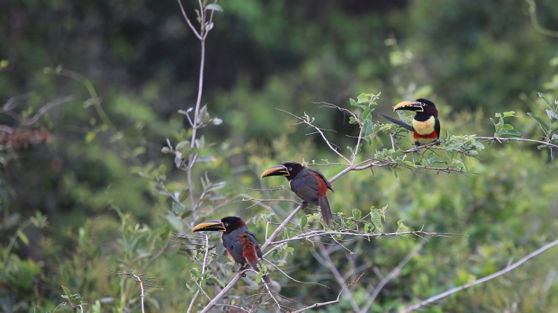 107 Toucan araçari à oreillons roux.jpg