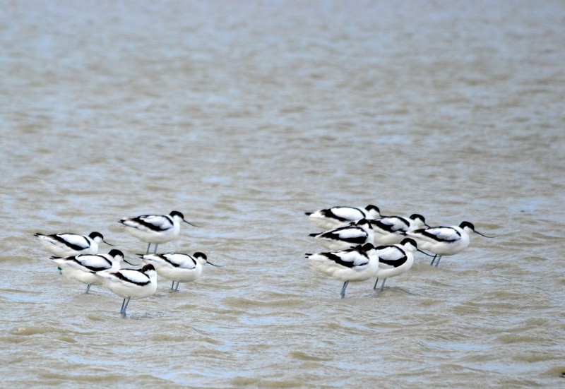 Avocettes, février 2016 (3).JPG