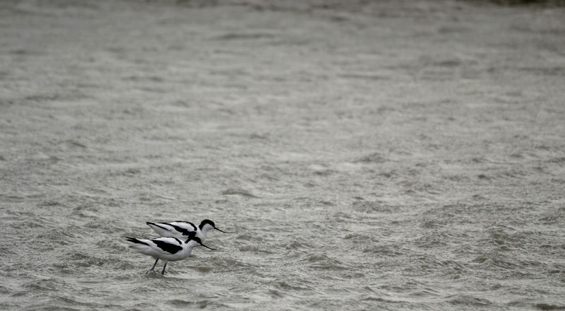 Avocettes, février 2016 (5).JPG