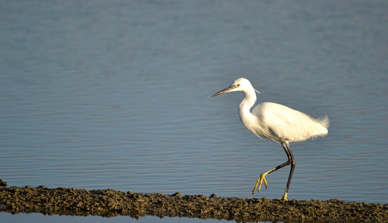 Aigrette Garzette (10).JPG