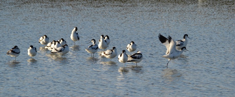 Avocettes (4).JPG