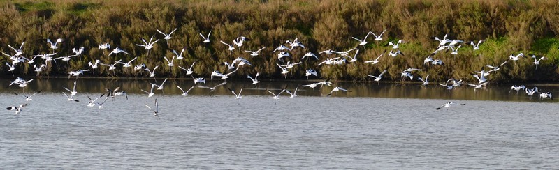 Avocettes (6).JPG
