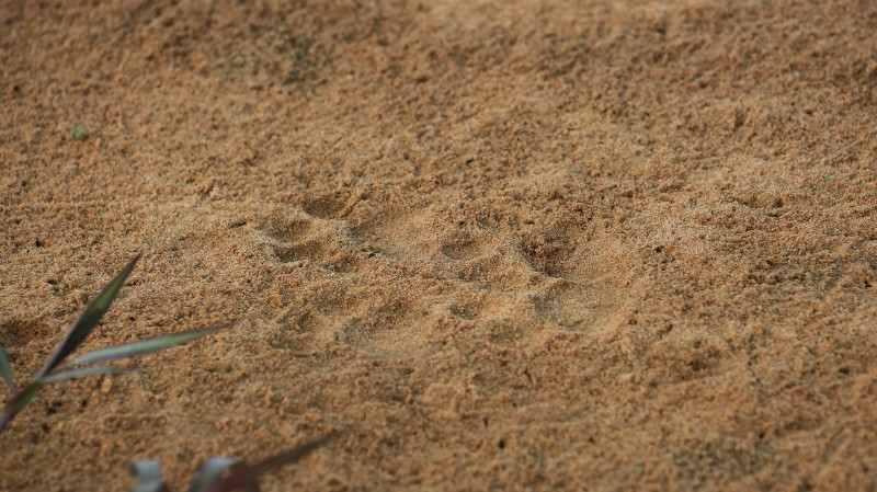 03 Les traces.jpg
