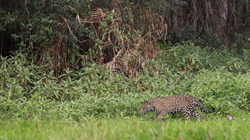 09 Retour du 2ème Jaguar.jpg