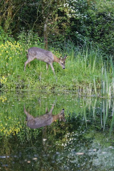 Jeune brocard en mue se miroitant dans l'eau.jpg