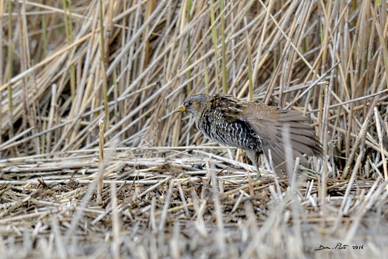 DSC_2332 IN.jpg