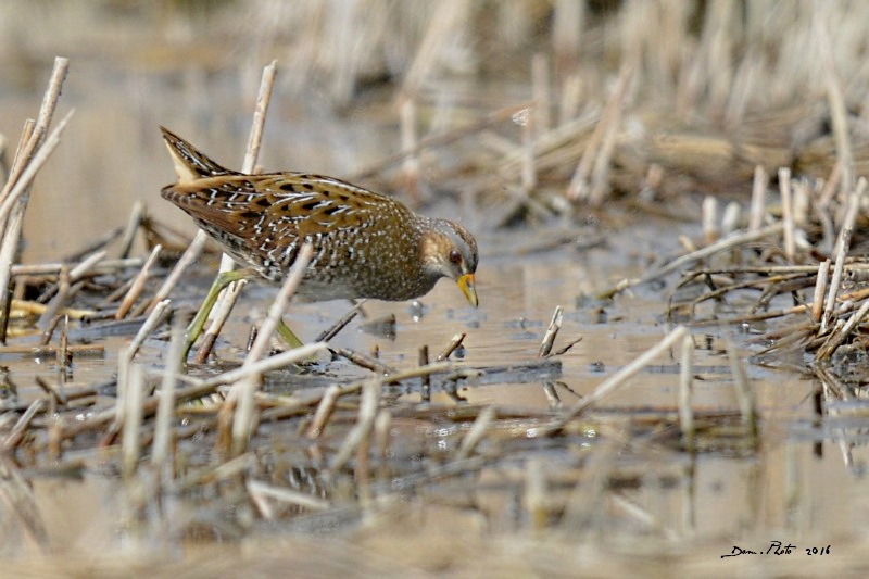 DSC_2417 IN.jpg