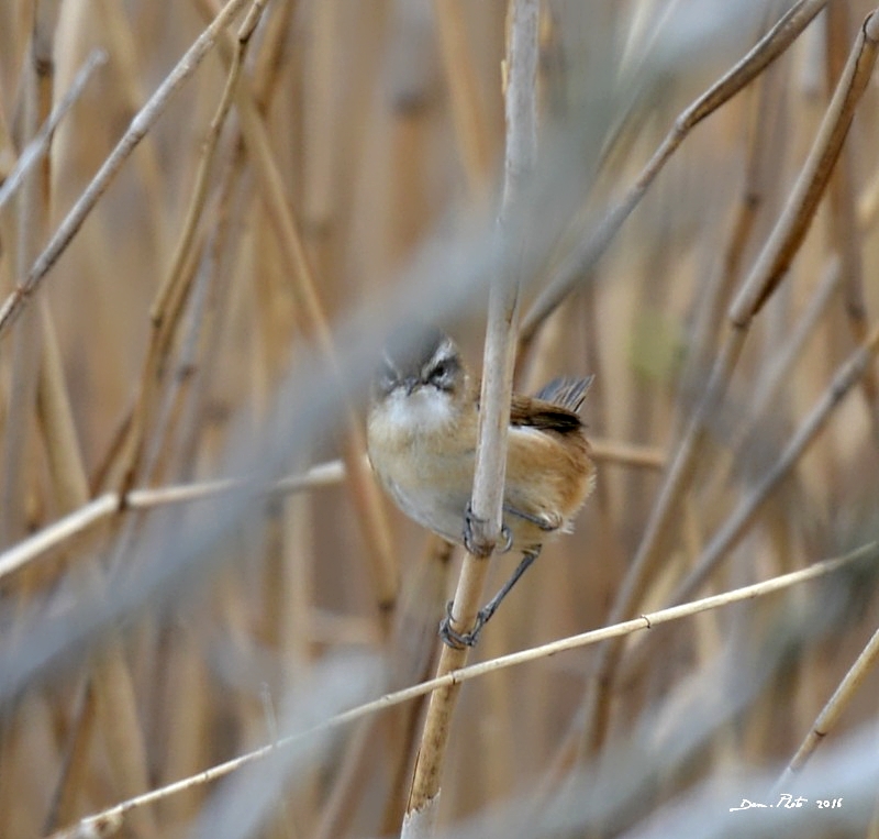 DSC_2466 IN.jpg