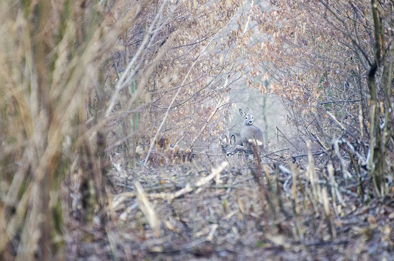 DSC_9224.JPG