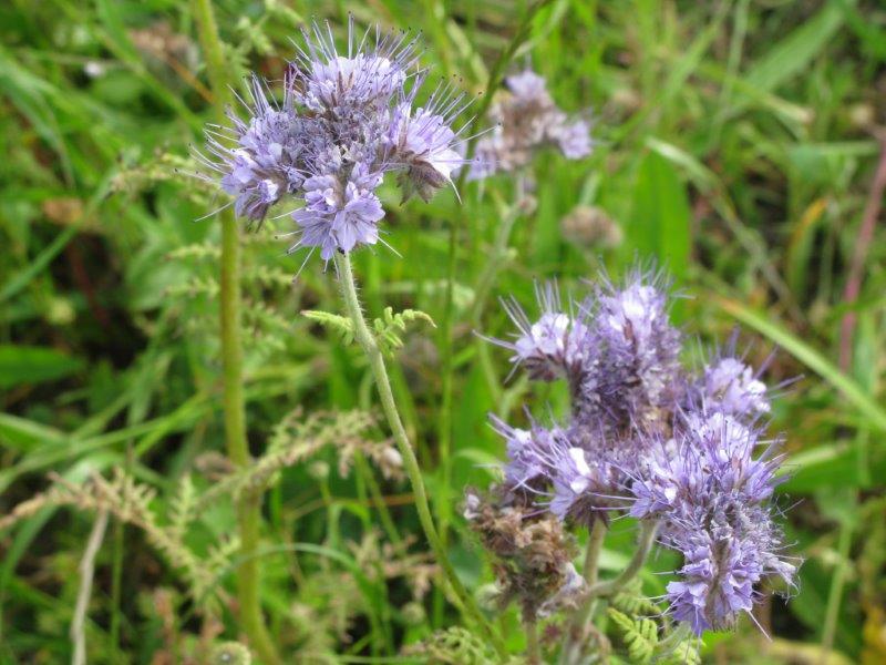 OLERON 2012 (337).jpg