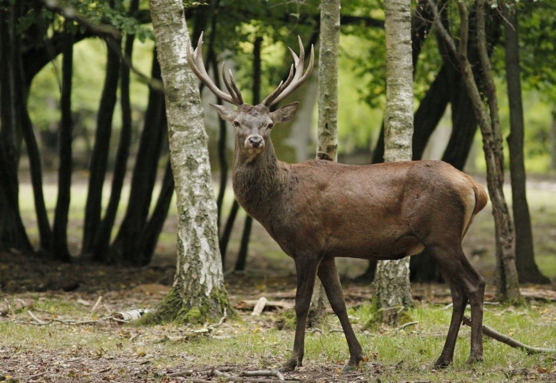 Cerf 1.jpg
