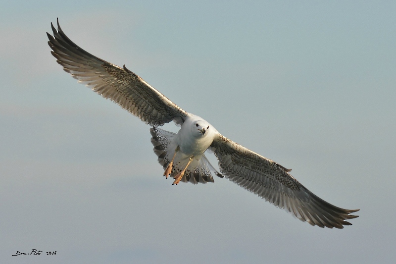 DSC_3186 IN.jpg