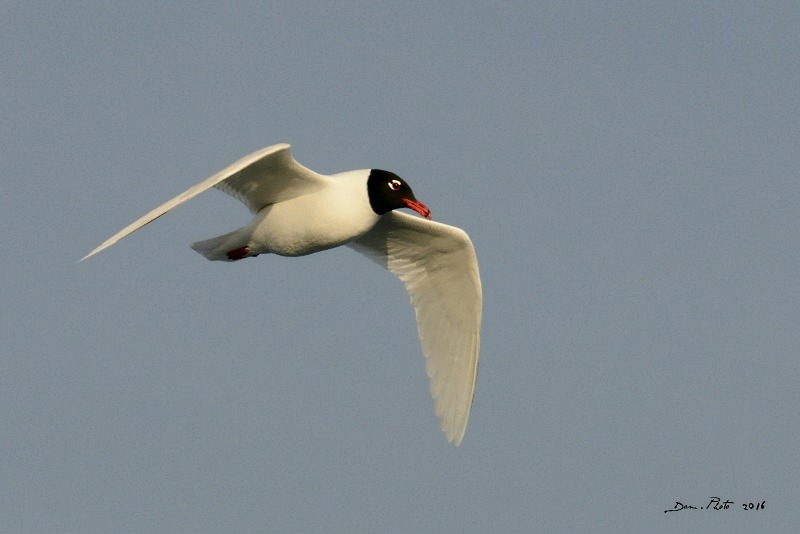 DSC_4114 IN.jpg