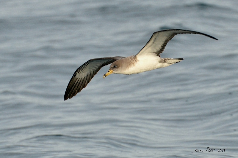 DSC_3130 IN.jpg