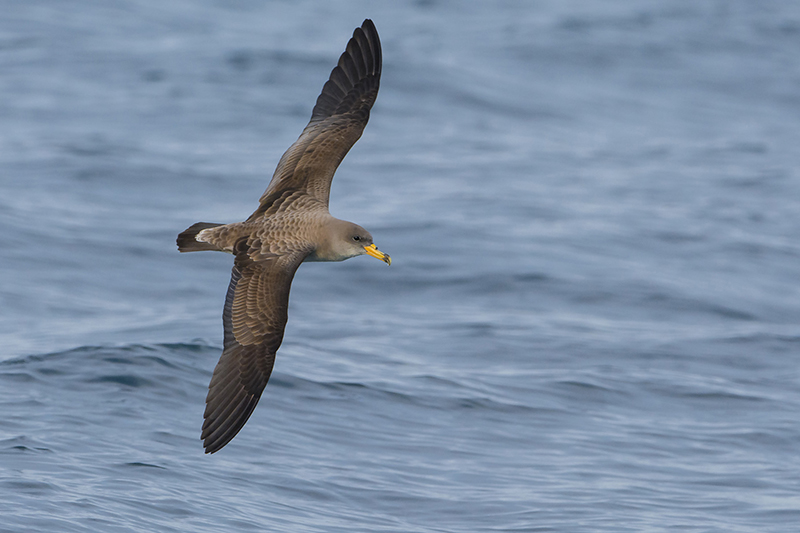 Puffin cendré.1.jpg