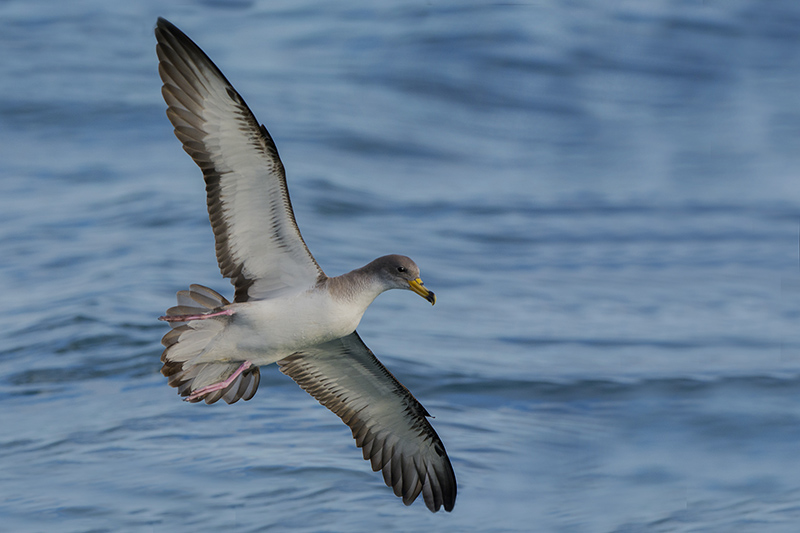 Puffin cendré-2.jpg