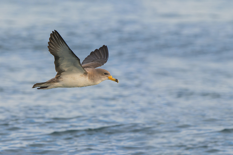 Puffin cendré-3.jpg