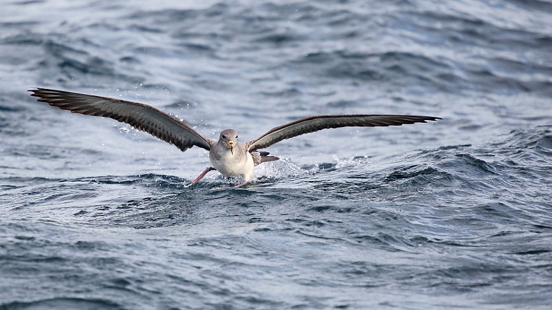Puffin cendré 1.JPG