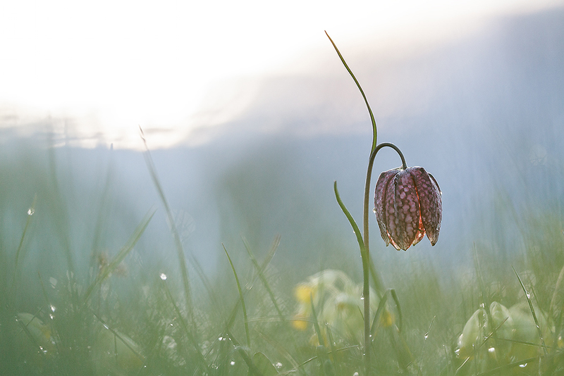 Fritillaria-meleagris.jpg