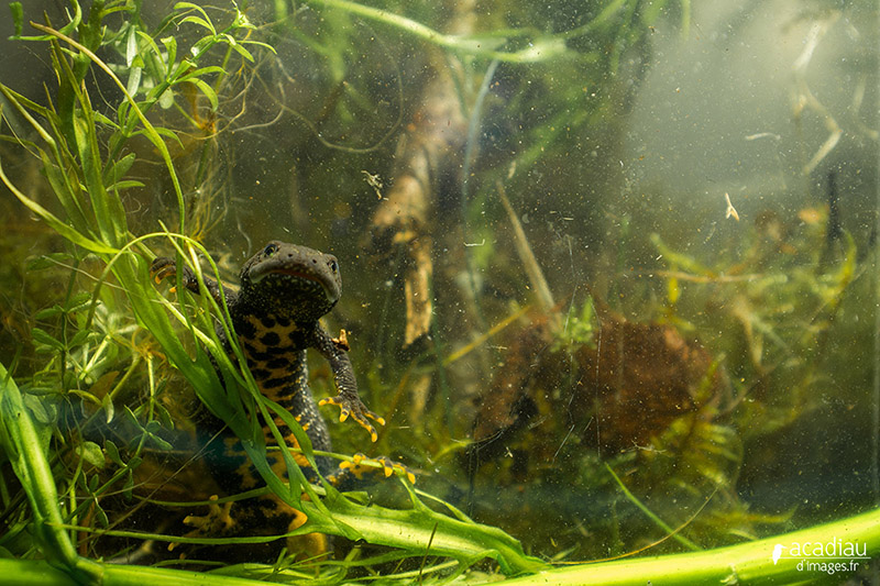 Triton-crêté-sologne©Alexandre_Roubalay_photo_nature.jpg