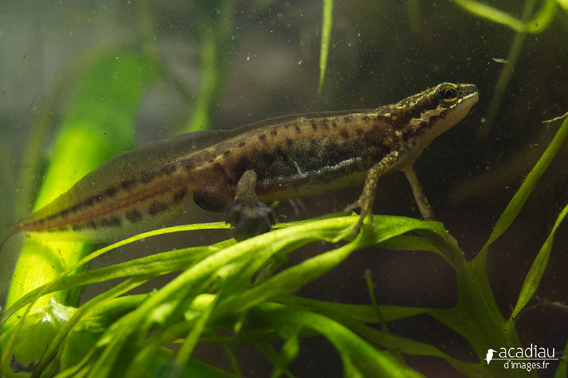 Triton-palmé1-sologne©Alexandre_Roubalay_photo_nature.jpg