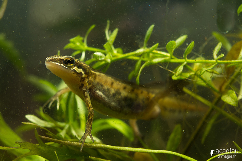 Triton-palmé-sologne©Alexandre_Roubalay_photo_nature.jpg