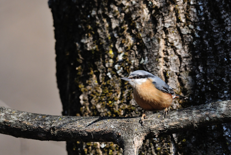 DSC_5477.jpg