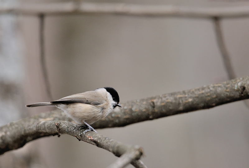 DSC_6188.jpg