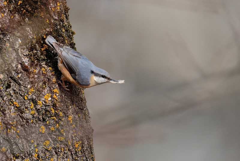 DSC_6313.jpg