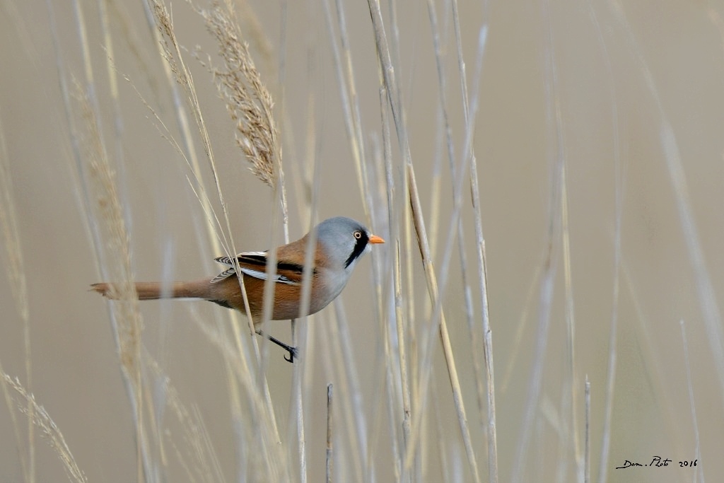 DSC_4666 IN.jpg
