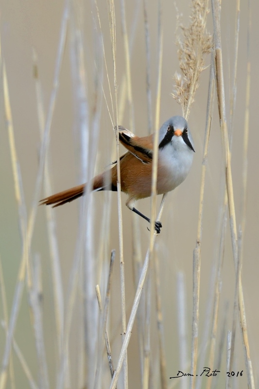 DSC_4667 IN.jpg