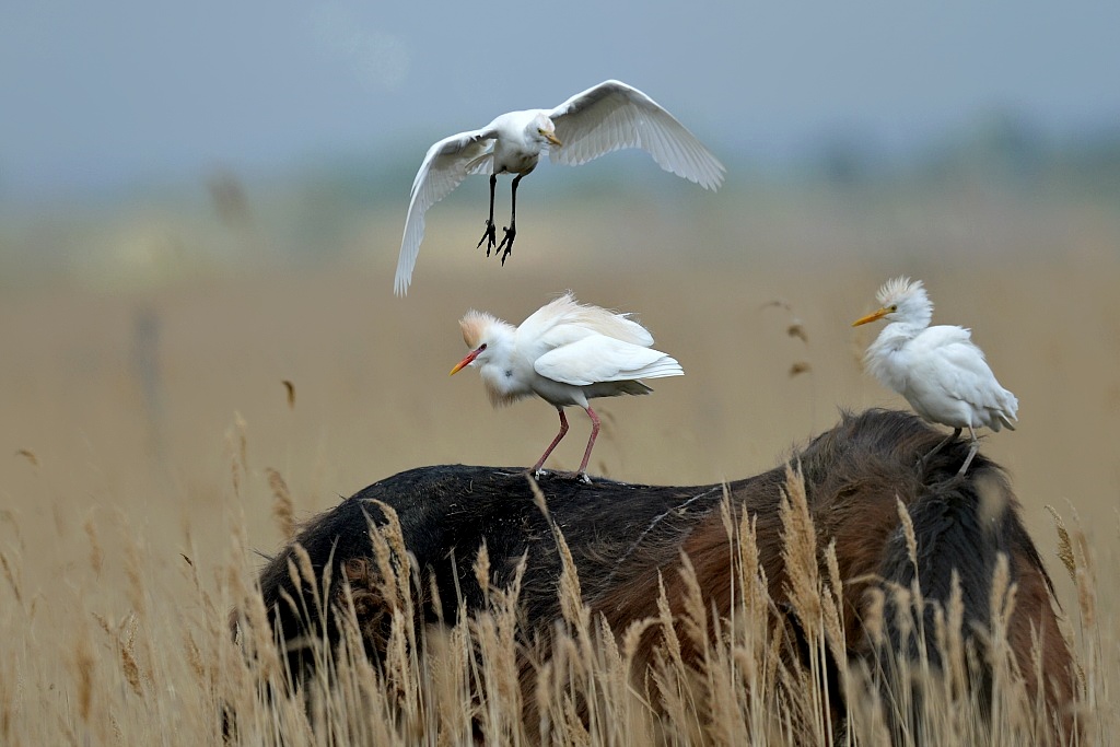 DSC_4726IN.jpg