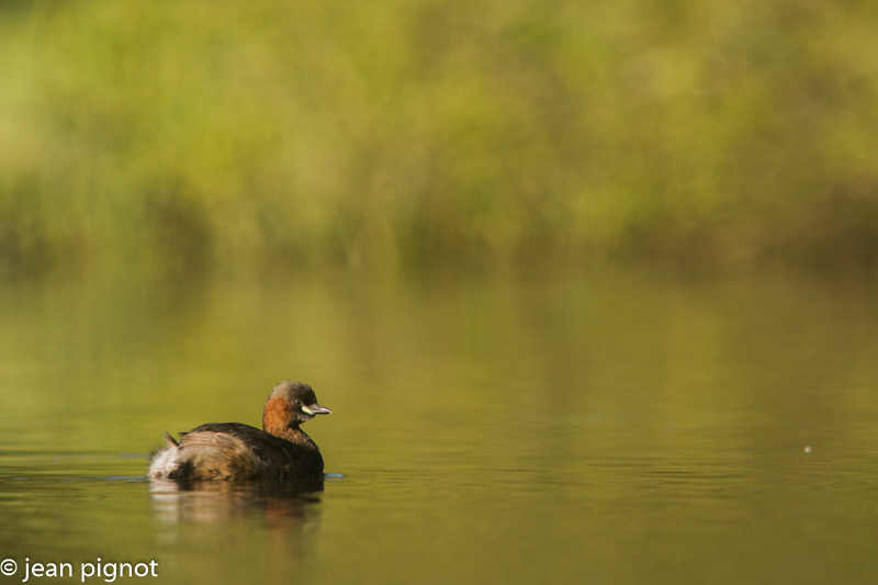 grebe castagneux-3.jpg
