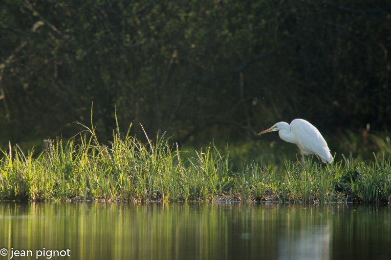 grd aigrette-7.jpg