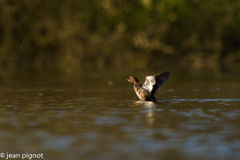 grebe castagneux-2.jpg