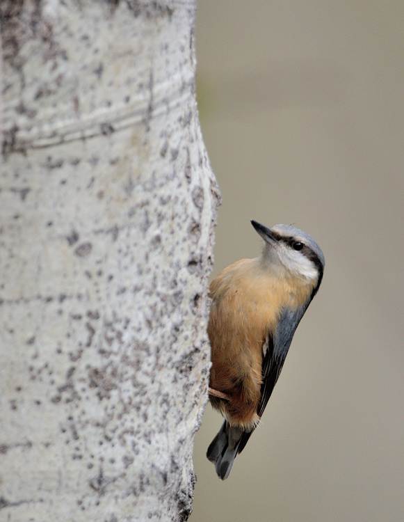 DSC_6516.jpg