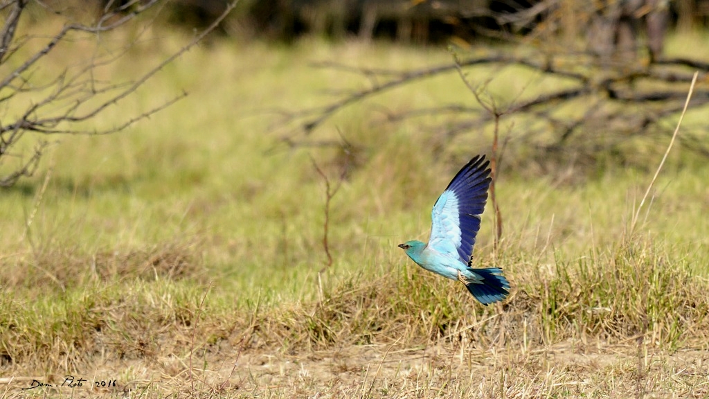 DSC_5514 IN.jpg